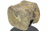 Hadrosaur (Edmontosaurus) Caudal Vertebra w/ Metal Stand- Wyoming #227732-3